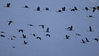 Surto de gripe das aves causa desastre de vida selvagem em Israel