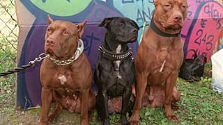 Pitbulların geçmişi (Arşiv)