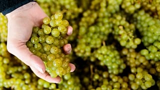 Grapes from British wine producer Gusbourne's vineyard in Kent, England. 