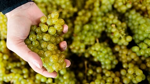 Grapes from British wine producer Gusbourne's vineyard in Kent, England. 
