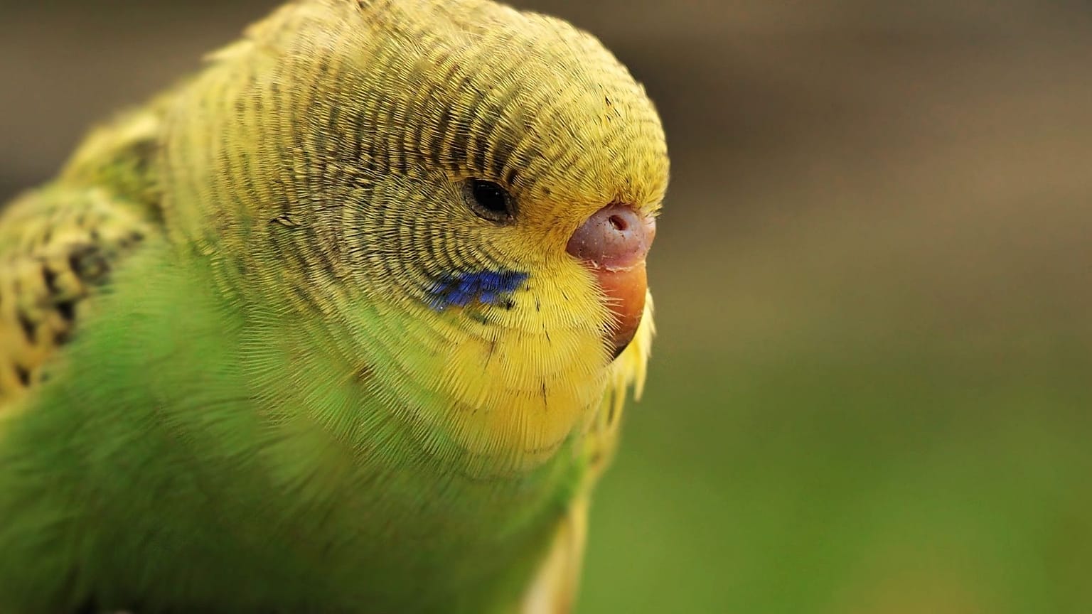Parakeet