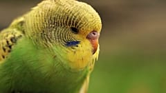 Parakeet