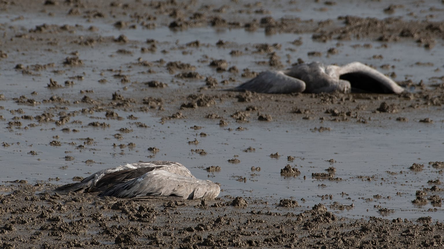 Two dead cranes lie on the ground at the Hula Lake conservation area in northern Israel, Saturday, Dec. 25, 2021.