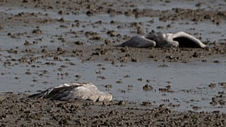 Two dead cranes lie on the ground at the Hula Lake conservation area in northern Israel, Saturday, Dec. 25, 2021.