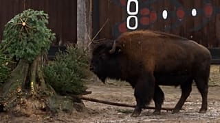 Karácsonyfákból falatoztak a berlini állatkert lakói
