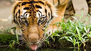 Kuala Lumpur'daki bir hayvanat bahçesinde bulunan Malezya kaplanı