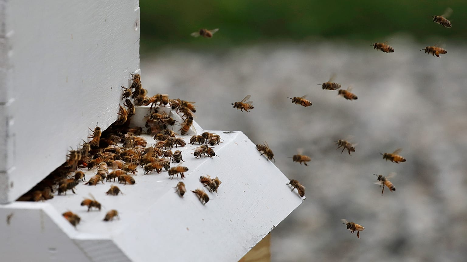 Bienenstock in New Hampshire, USA (Archivfoto)
