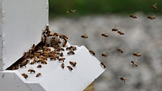 Bienenstock in New Hampshire, USA (Archivfoto)