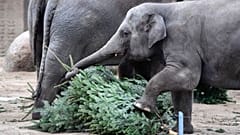 The animals at Berlin Zoo enjoyed a tree-mendous Christmas treat 