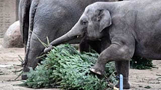 The animals at Berlin Zoo enjoyed a tree-mendous Christmas treat 