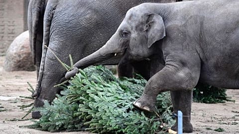 The animals at Berlin Zoo enjoyed a tree-mendous Christmas treat 
