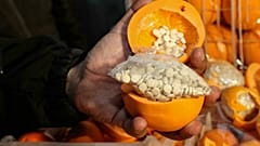 Captagon pills