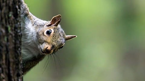 Eastern grey squirrel 