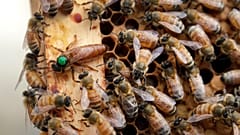 En Belgique, les abeilles sortent plus tôt que prévu de leur hibernation - image d'illustration