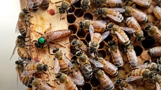 En Belgique, les abeilles sortent plus tôt que prévu de leur hibernation - image d'illustration
