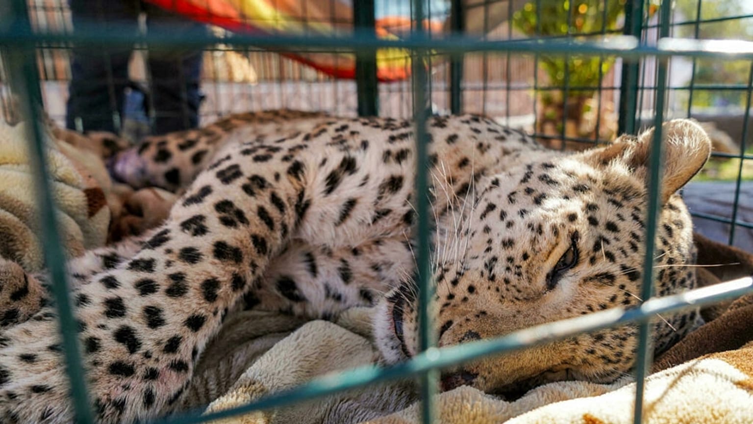 Irak'ta yakalanan leopar