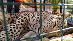 Irak'ta yakalanan leopar