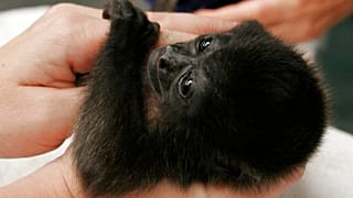 Un mono aullador de 3 meses es sostenido por biólogos en el Centro de Rescate de Fauna Silvestre en Peligro de Extinción de Costa Rica