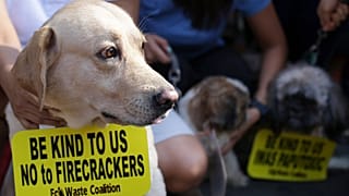 Filipinler'in başkenti Manila'da havai fişek gösterilerine karşı yapılan bir protesto. Protestoda göstericiler havai fişeklerin hayvanlara zarar verdiğini savundu.