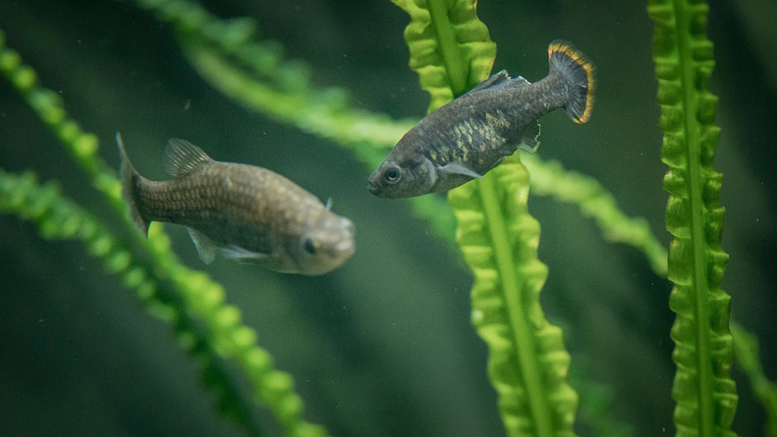 A pair of Tequila Splitfins 