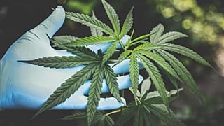 Cannabispflanze im Labor: Deutschland plant die legale Abgabe Abgabe" von Cannabis für Erwachsene zu Genusszwecken.
