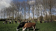 Zwölfmal so viele Nutztiere wie Menschen: Niederlande im Klima-Interessenskonflikt