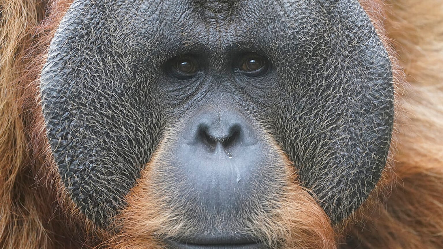 Orangutan (file photo)