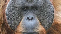 Orangutan (file photo)