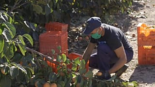 Un trabajador del campo en España