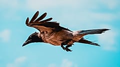 Crows can now be legally killed in order to boost pheasant populations.