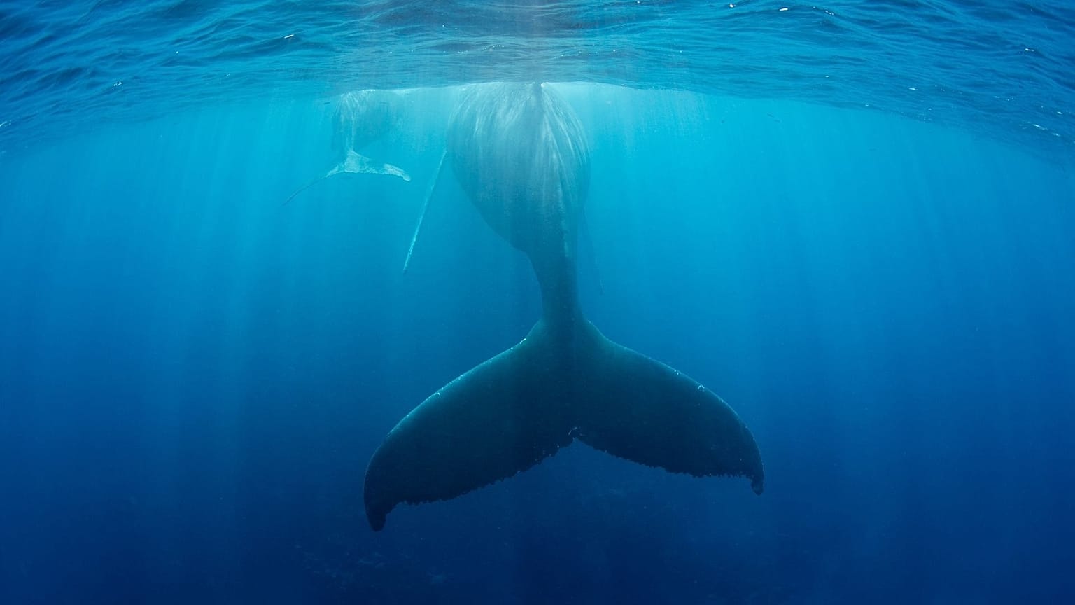 Mother and calf Humback whales rest at the surface of the Caribbean Sea.