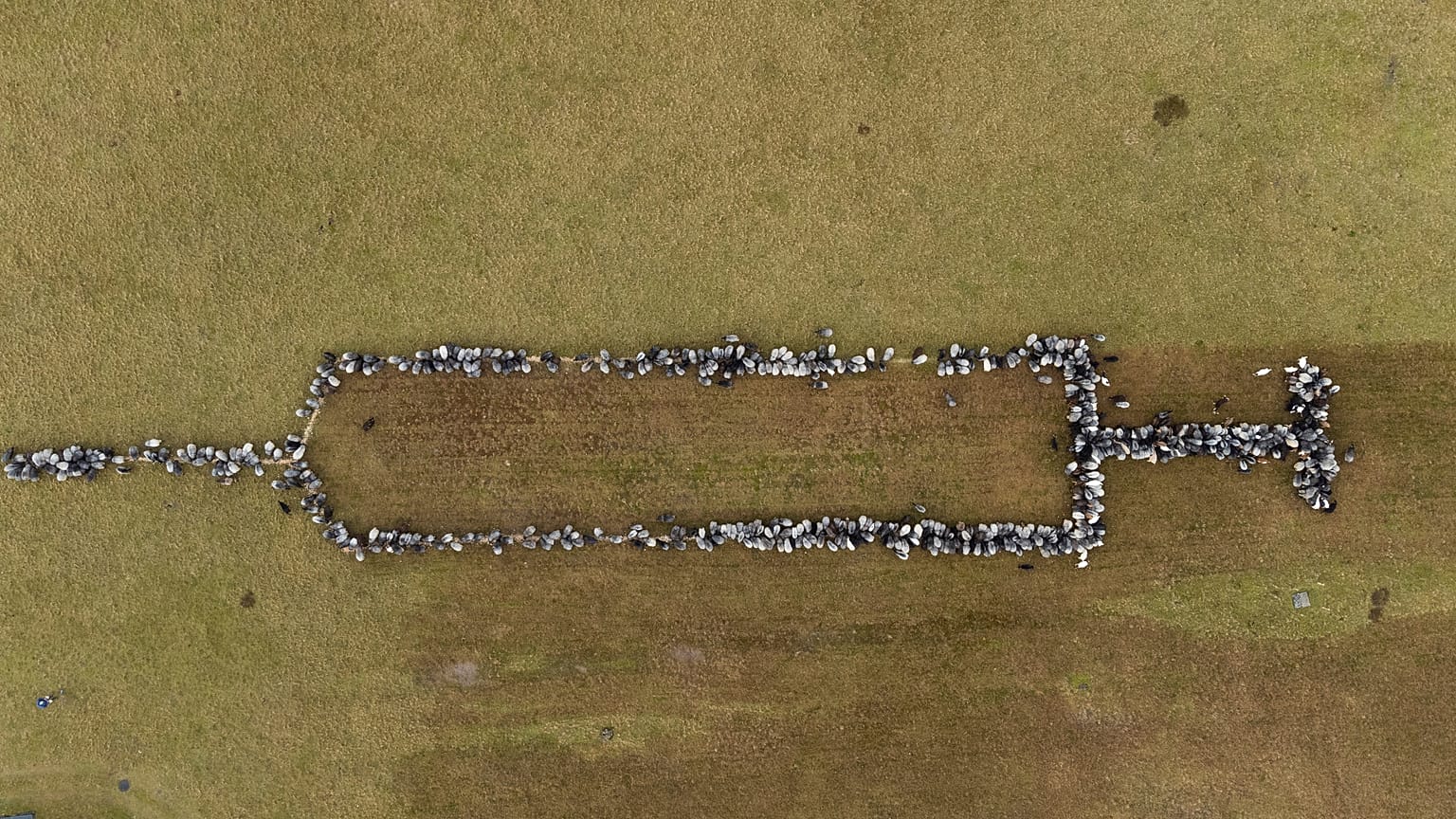 Covid-19 aşı kampanyasına koyunlardan destek