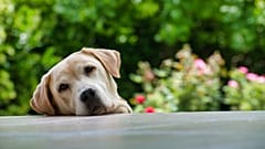 Los animales pasan a ser considerados seres sintientes en España
