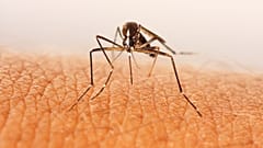 Swedish researchers have found a way to attract and kill mosquitos by creating a synthetic 'blood'. 