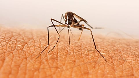 Swedish researchers have found a way to attract and kill mosquitos by creating a synthetic 'blood'. 