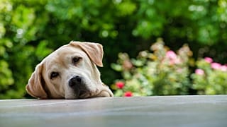 Tiere gelten in Spanien jetzt als "fühlende Wesen".
