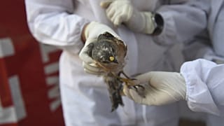 Kuş gribi / H5N1