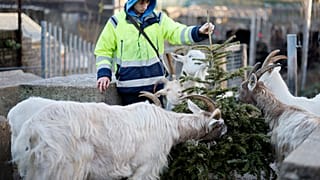 Ненужным елям после праздников очень рады козы