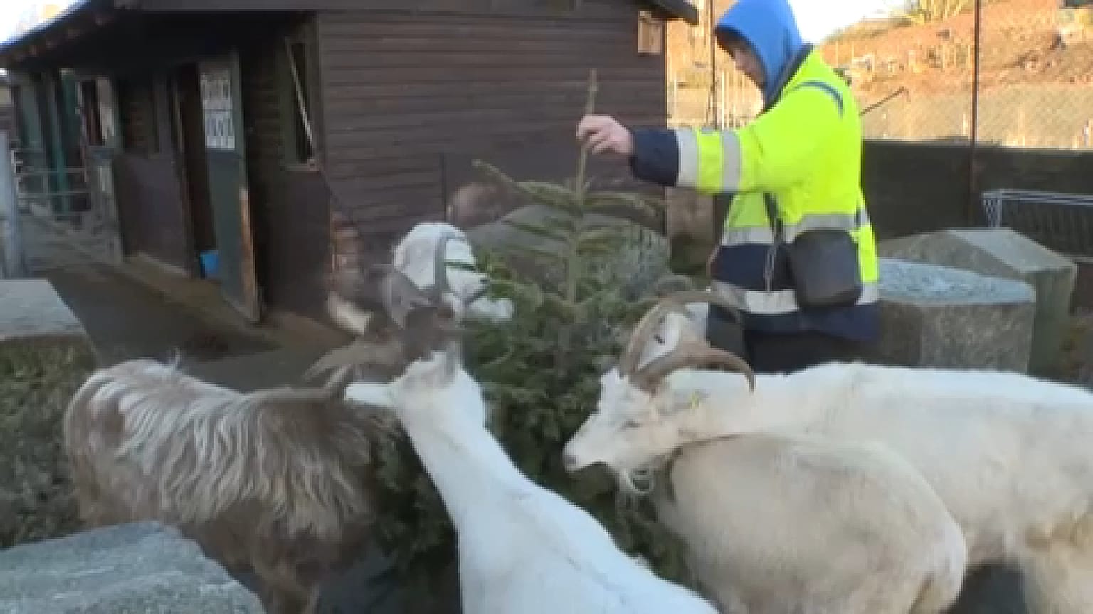 Kentish Town City Farm 