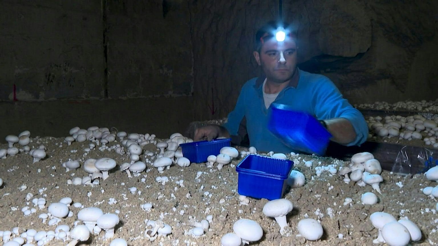 زراعة الفطر في باريس. 