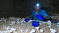 زراعة الفطر في باريس. 