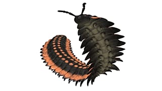 Arthropleura