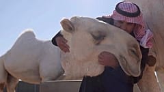 Suudi Arabistan'da dünyanın ilk 5 yıldızlı deve oteli açıldı