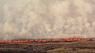 Извержение вулкана Вулф: игуаны вне опасности
