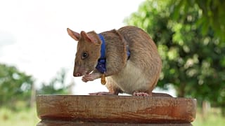 Preisgekrönte Riesenhamsterratte Magawa