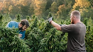 Cannabis
