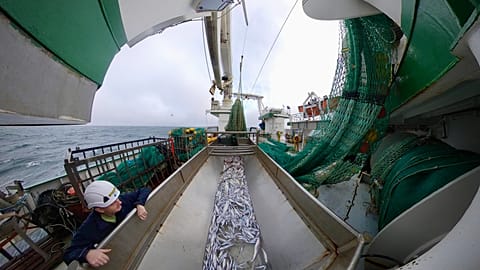 Fish sampling on the research vessel Celtic Explorer, operated by the Marine Institute (Ireland)