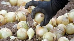 Zwiebelschneiden - nicht länger zum Heulen
