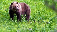 Grizzly a Yellowstone Nemzeti Parkban