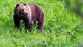 Grizzly a Yellowstone Nemzeti Parkban